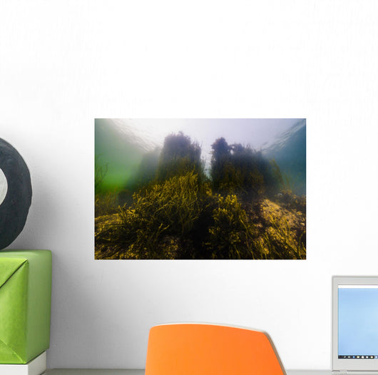 Seaweed Shoreline New Hampshire Wall Decal