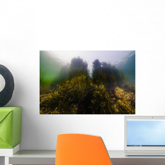 Seaweed Shoreline New Hampshire Wall Decal