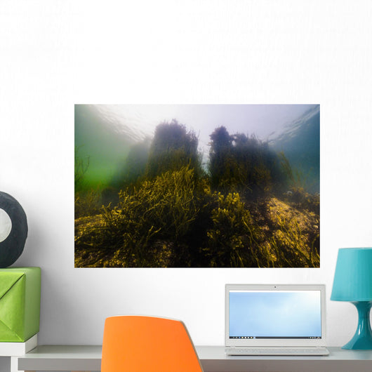 Seaweed Shoreline New Hampshire Wall Decal