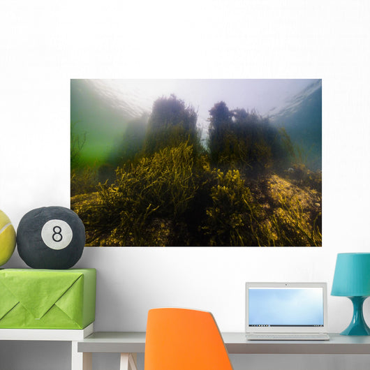 Seaweed Shoreline New Hampshire Wall Decal