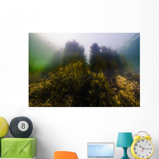 Seaweed Shoreline New Hampshire Wall Decal