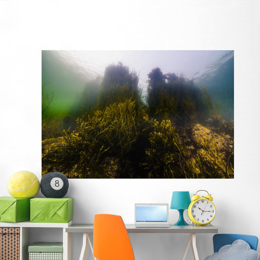 Seaweed Shoreline New Hampshire Wall Decal