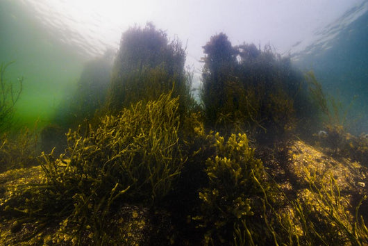 Seaweed Shoreline New Hampshire Wall Decal