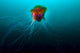 Lion's Mane Jellyfish Rise Wall Decal