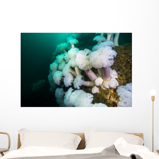 Plumose Anemone's Grow Bottom Wall Decal