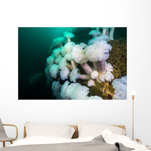 Plumose Anemone's Grow Bottom Wall Decal