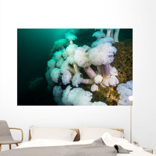 Plumose Anemone's Grow Bottom Wall Decal