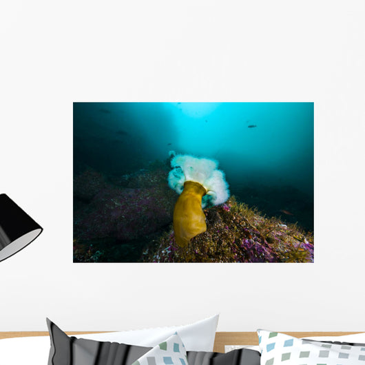 Giant Plumose Anemone Anchors Wall Decal