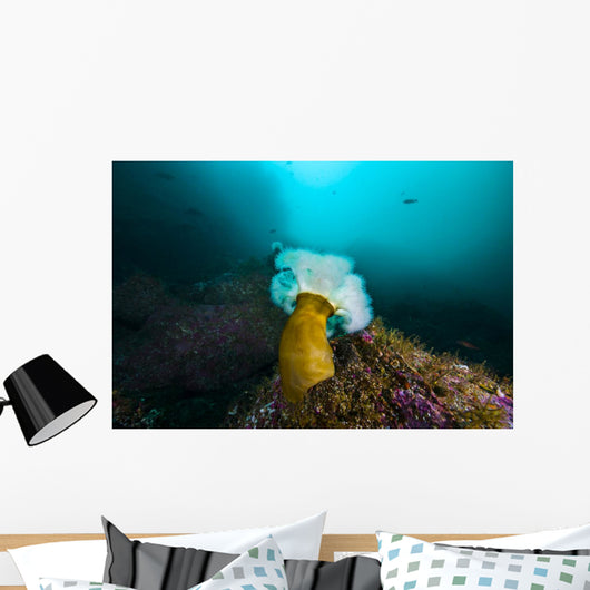 Giant Plumose Anemone Anchors Wall Decal
