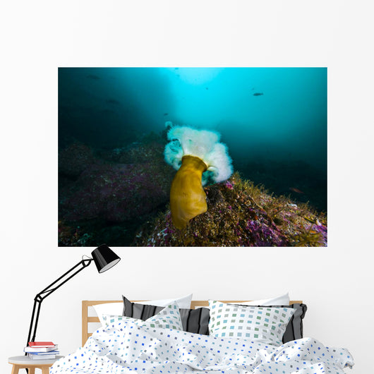 Giant Plumose Anemone Anchors Wall Decal