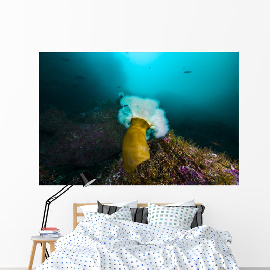 Giant Plumose Anemone Anchors Wall Decal