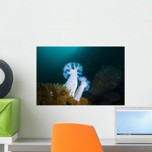 Giant Plumose Anemones Anchor Wall Decal