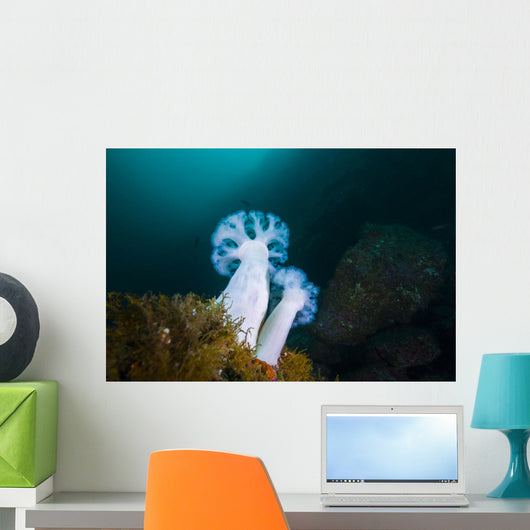 Giant Plumose Anemones Anchor Wall Decal