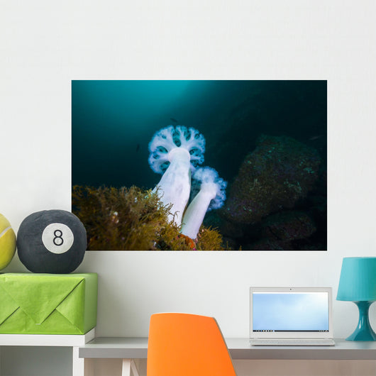 Giant Plumose Anemones Anchor Wall Decal