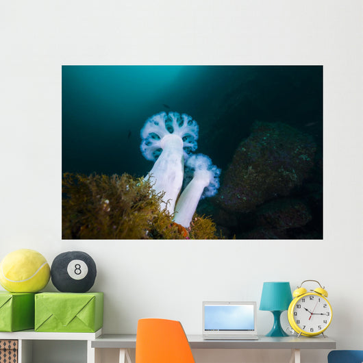 Giant Plumose Anemones Anchor Wall Decal
