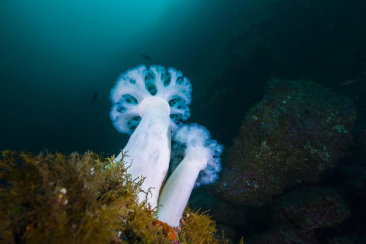 Giant Plumose Anemones Anchor Wall Decal