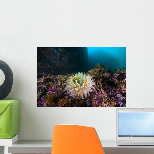 Anemone Grows Rocks Marys Wall Decal