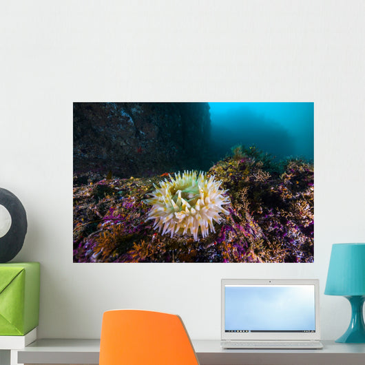 Anemone Grows Rocks Marys Wall Decal