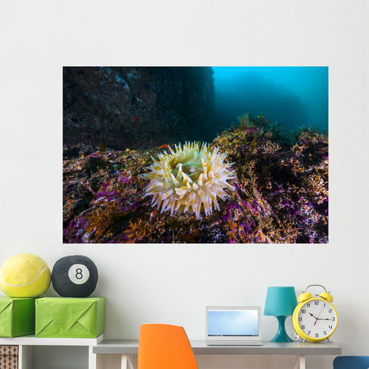 Anemone Grows Rocks Marys Wall Decal