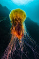 Lion's Mane Jellyfish Rises Wall Decal