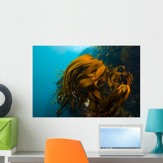 Giant Kelp Outcropping Grows Wall Decal