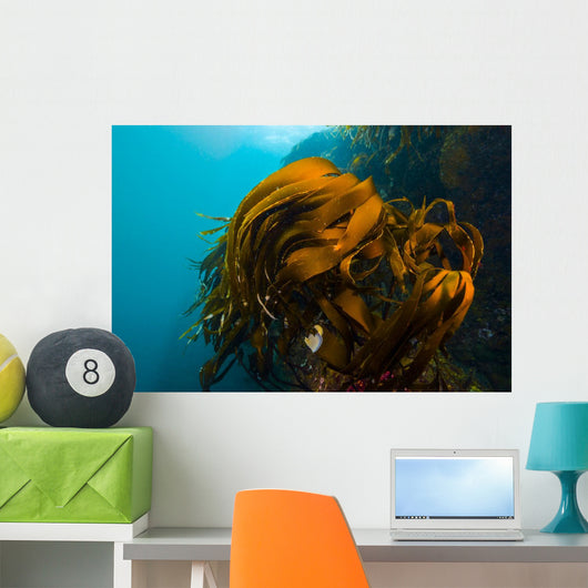 Giant Kelp Outcropping Grows Wall Decal