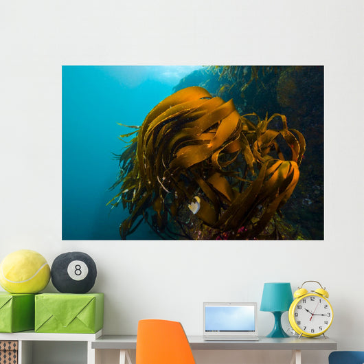 Giant Kelp Outcropping Grows Wall Decal