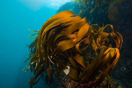 Giant Kelp Outcropping Grows Wall Decal