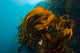 Giant Kelp Outcropping Grows Wall Decal