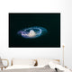 Moon Jellyfish Wall Decal