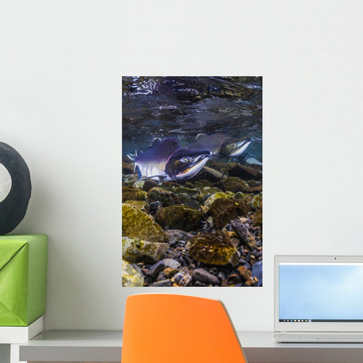 Humpback Salmon Returning Resurrection Wall Decal