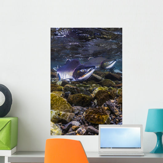 Humpback Salmon Returning Resurrection Wall Decal