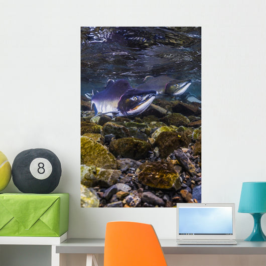 Humpback Salmon Returning Resurrection Wall Decal