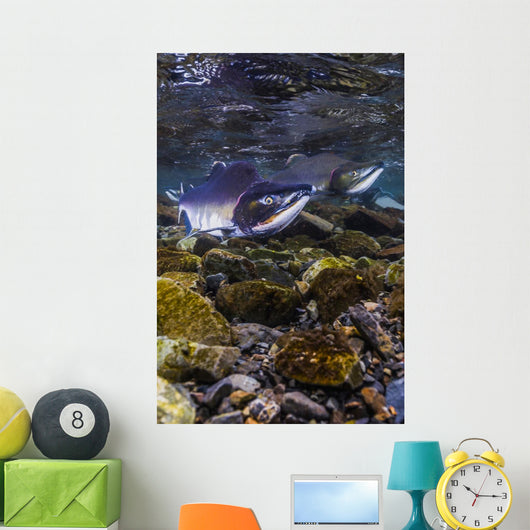 Humpback Salmon Returning Resurrection Wall Decal