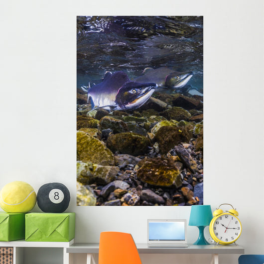Humpback Salmon Returning Resurrection Wall Decal