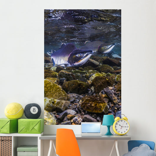 Humpback Salmon Returning Resurrection Wall Decal