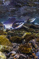 Humpback Salmon Returning Resurrection Wall Decal