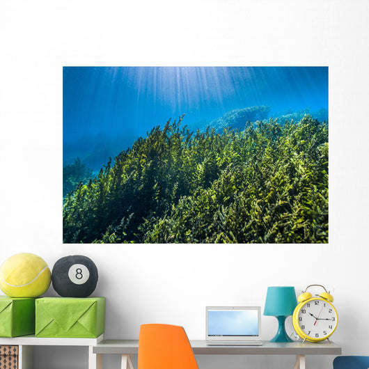 Vegetation Rises up from Wall Decal
