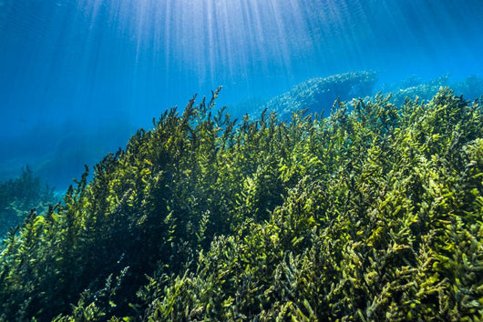Vegetation Rises up from Wall Decal