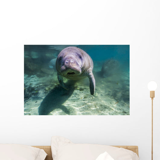 Manatee Crystal River Florida Face Front Wall Decal