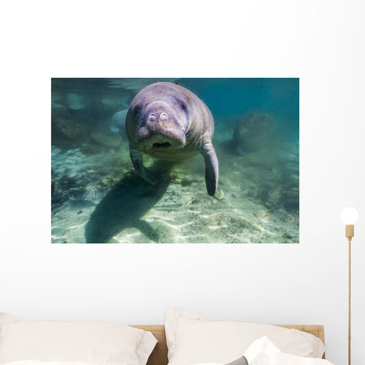 Manatee Crystal River Florida Face Front Wall Decal