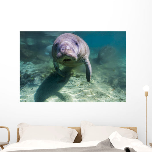 Manatee Crystal River Florida Face Front Wall Decal
