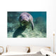 Manatee Crystal River Florida Face Front Wall Decal