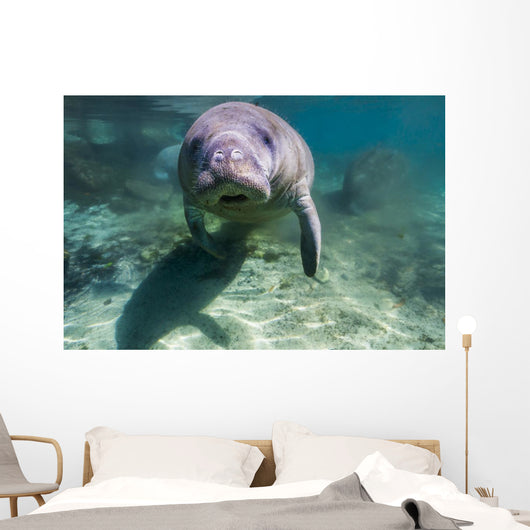 Manatee Crystal River Florida Face Front Wall Decal
