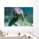 Manatee Crystal River Florida Face Front Wall Decal