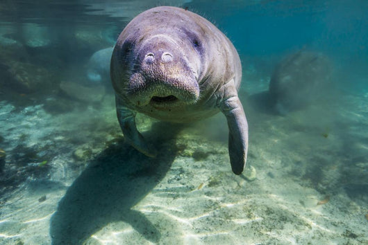 Manatee Crystal River Florida Face Front Wall Decal