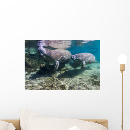 Manatee with Calf Crystal Swimming Wall Decal