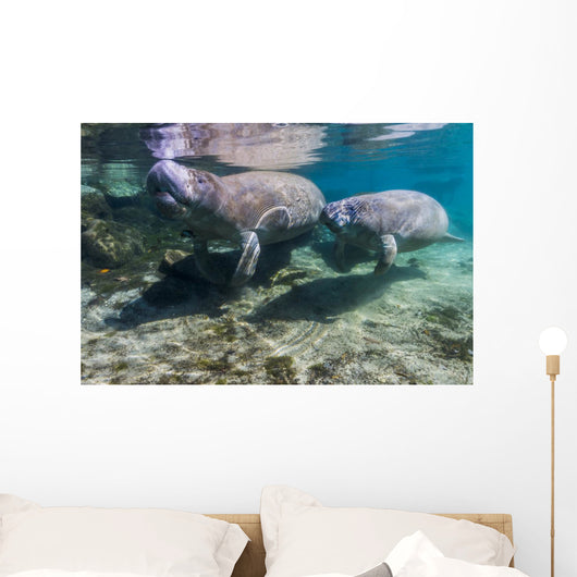 Manatee with Calf Crystal Swimming Wall Decal