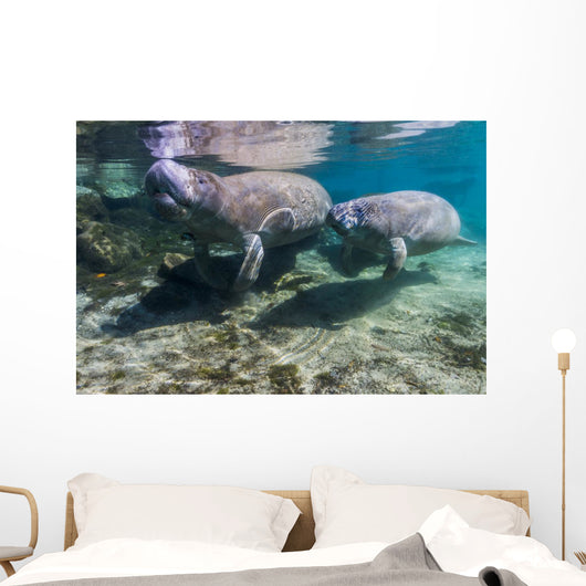 Manatee with Calf Crystal Swimming Wall Decal