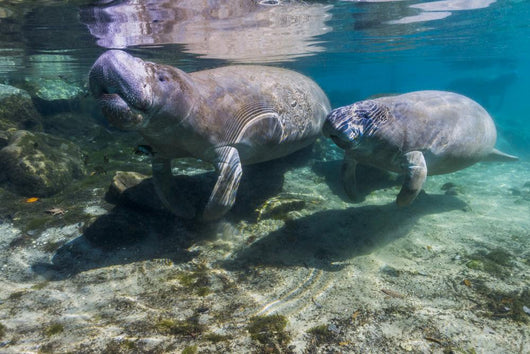 Manatee with Calf Crystal Swimming Wall Decal